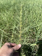 Artemisia biennis