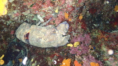 Scyllarides latus