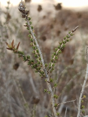 Thymbra capitata