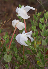 Mandevilla
