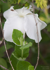 Mandevilla