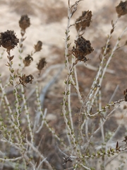 Thymbra capitata