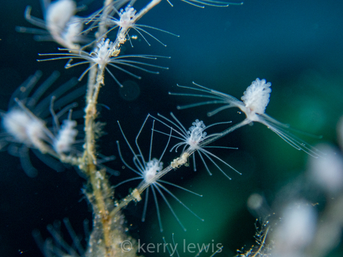 Christmas Tree Hydroid, photo 2 of 10