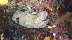 Scyllarides latus