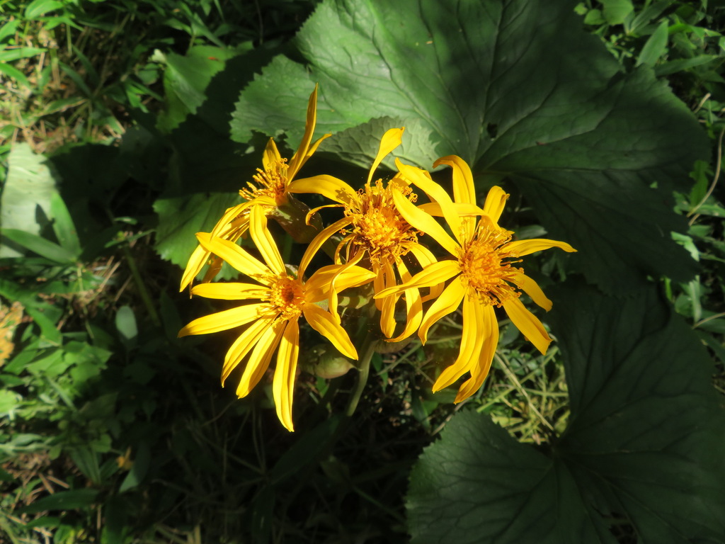 Ligularia dentata, Chugushi, Nikko, Tochigi Prefecture 321-1661, Japan