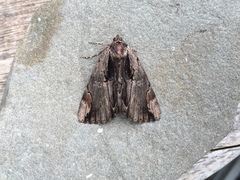 Catocala ultronia