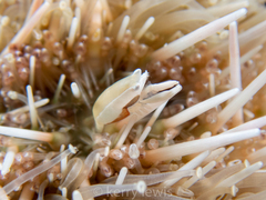 Gnathophylloides mineri