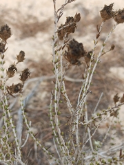 Thymbra capitata