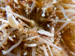 Gnathophylloides mineri