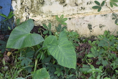 Aroideae