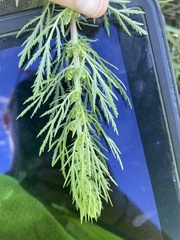 Artemisia biennis