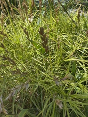 Carex muskingumensis