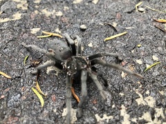 Hemirrhagus chilango