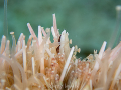 Gnathophylloides mineri