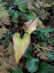 Maianthemum bifolium