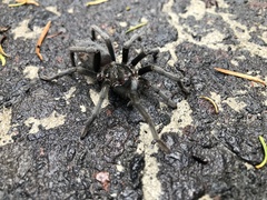 Hemirrhagus chilango