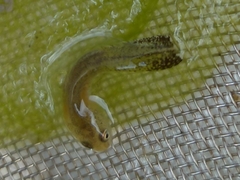 Ichthyosaura alpestris alpestris