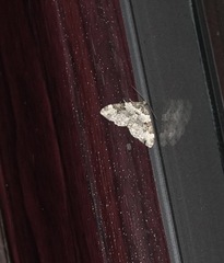 Xanthorhoe fluctuata