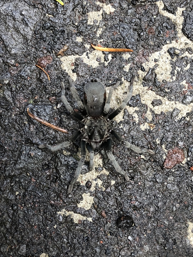 Chilango Tarantula