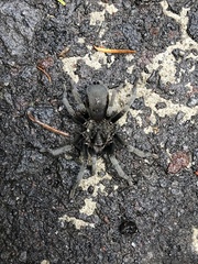 Hemirrhagus chilango