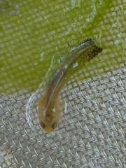 Ichthyosaura alpestris alpestris