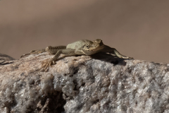 Platysaurus attenboroughi