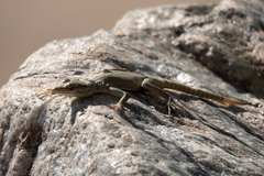 Platysaurus attenboroughi