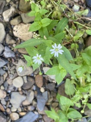 Stellaria aquatica