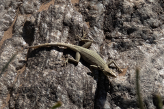 Platysaurus attenboroughi