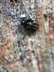 Caeciliusidae