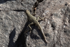 Platysaurus attenboroughi