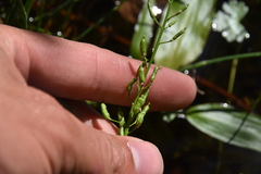Rorippa