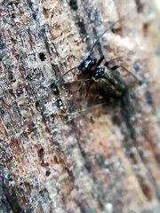 Caeciliusidae