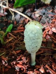Coprinus comatus