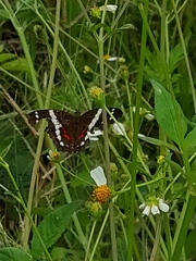 Anartia fatima
