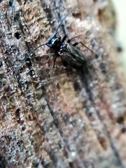 Caeciliusidae