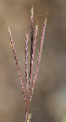 Bothriochloa ischaemum