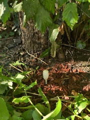 Coprinus comatus