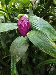 Elleanthus capitatus