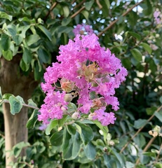 Lagerstroemia