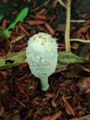 Coprinus comatus