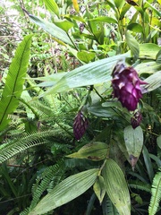 Elleanthus capitatus