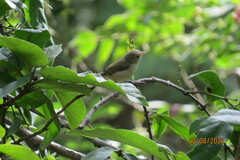 Dicaeum erythrorhynchos