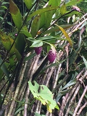 Elleanthus capitatus