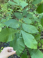 Carya cordiformis