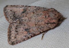Protorthodes