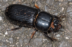 Odontotaenius disjunctus