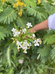 Napaea dioica