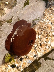 Actinia equina