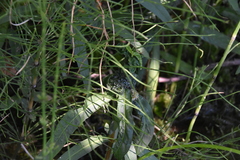 Lysimachia thyrsiflora